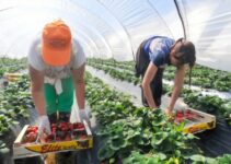 Multiple Recruitment for Fruit Pickers in Canada Multiple Recruitment for Fruit Pickers in Canada