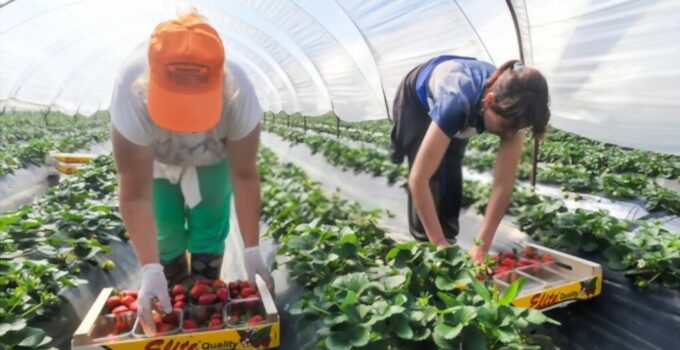 Multiple Recruitment for Fruit Pickers in Canada