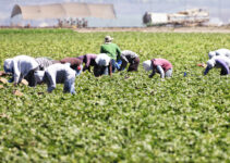 Farm Jobs in Canada with Visa Sponsorship 2024 Farm Jobs in Canada with Visa Sponsorship 2024