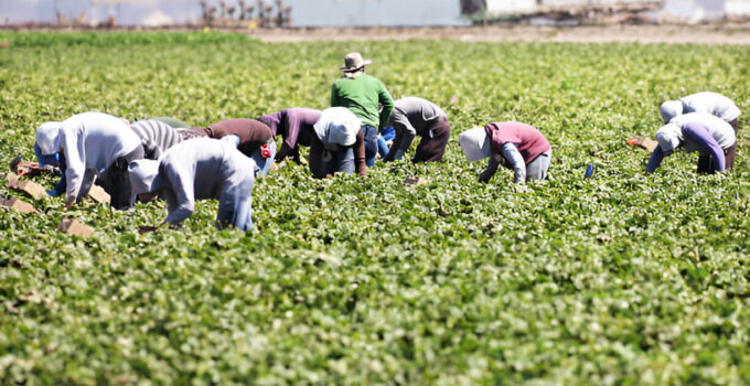 Farm Jobs in Canada with Visa Sponsorship 2024