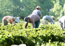 $18/hr Farm Worker Visa Guide for California, US $18/hr Farm Worker Visa Guide for California, US