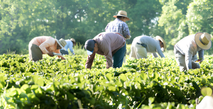 $18/hr Farm Worker Visa Guide for California, US